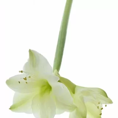 HIPPEASTRUM GA CASABLANCA 65cm/4kv/18box