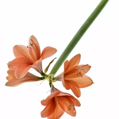 Hippeastrum GA DESIRE 65cm / 4 / 18box