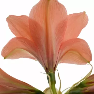 Hippeastrum GA DESIRE 65cm / 4 / 18box