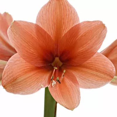 Hippeastrum GA DESIRE 65cm / 4 / 18box