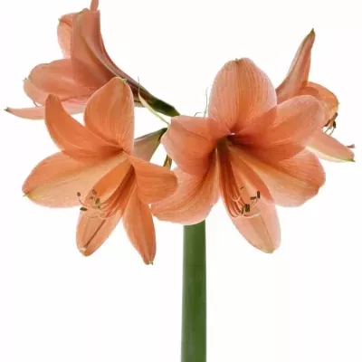 Hippeastrum GA DESIRE 65cm / 4 / 18box