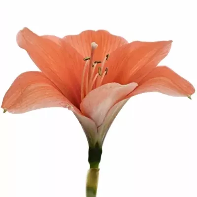 HIPPEASTRUM GA DESIRE 65cm/4/18box