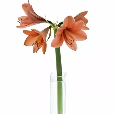 HIPPEASTRUM GA DESIRE 65cm/4/18box