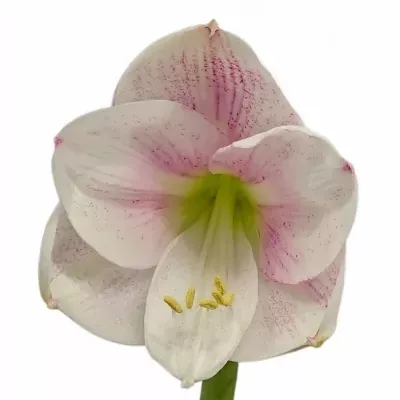 Hippeastrum GA EXCEPTION