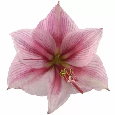 HIPPEASTRUM GA GERVASE