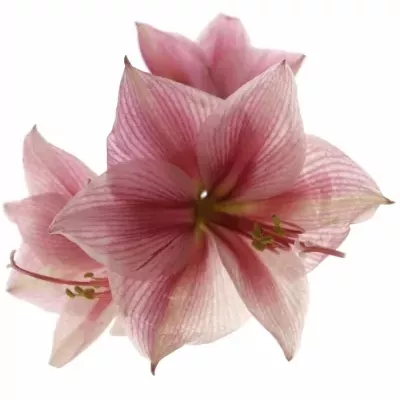 HIPPEASTRUM GA GERVASE