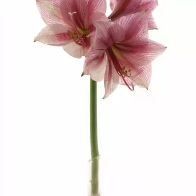 HIPPEASTRUM GA GERVASE