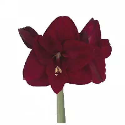 Amarylis GA GRAND CRU 60cm/2kv/25box