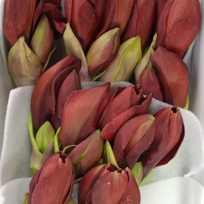 Amarylis GA LIBERTY 75cm/4kv/15box