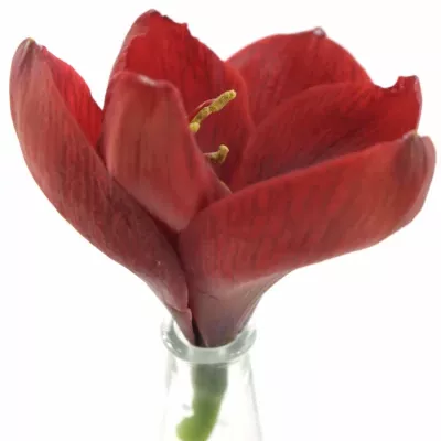 Amarylis GA LIBERTY 75cm/4kv/15box