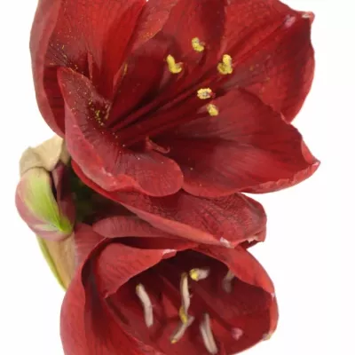 Amarylis GA LIBERTY 75cm/4kv/15box