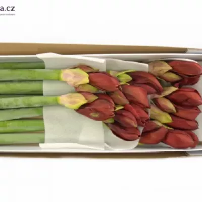 Amarylis GA LIBERTY 75cm/4kv/15box