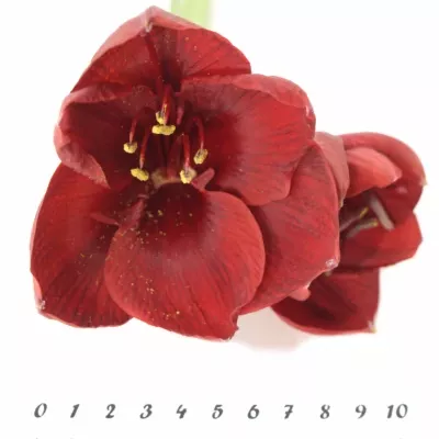 Amarylis GA LIBERTY 75cm/4kv/15box