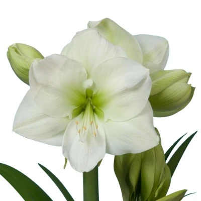 HIPPEASTRUM GA WHITTE SENSATION