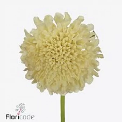 Hlaváč ATROPURPUREA BANANA SCOOP 50cm