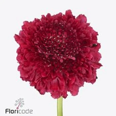 Hlaváč ATROPURPUREA DARK CHERRY SCOOP 50 cm