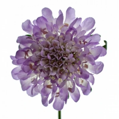 Hlaváč ATROPURPUREA DARK LAVENDER BON BON SCOOP 60cm