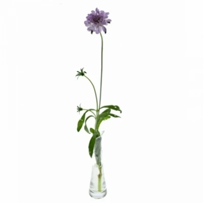 Hlaváč ATROPURPUREA FOCAL SCOOP LAVENDER