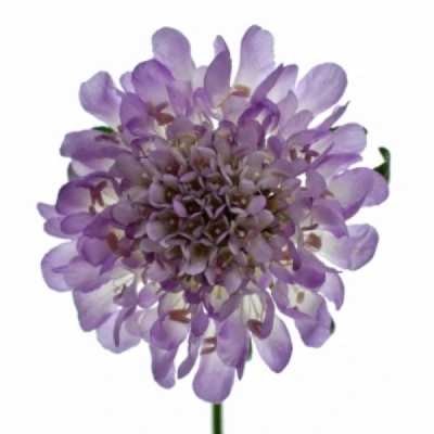 Hlaváč ATROPURPUREA FOCAL SCOOP LAVENDER 50cm