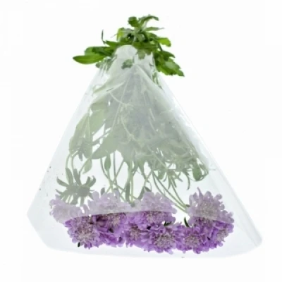 Hlaváč ATROPURPUREA FOCAL SCOOP LAVENDER