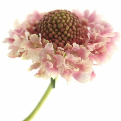 Hlaváč ATROPURPUREA FOCAL SCOOP POPSICLE