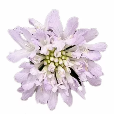 Hlaváč ATROPURPUREA LAVENDER HOOP SCOOP 65cm