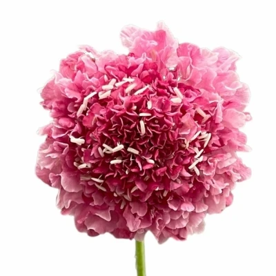 Hlaváč ATROPURPUREA MARSHMALLOW SCOOP IMPRVED 50cm