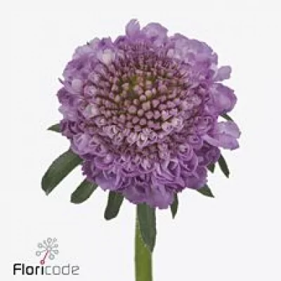 Hlaváč ATROPURPUREA SOFT SCOOP 60cm