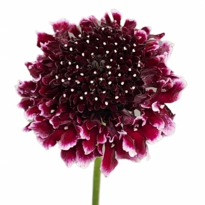 Hlaváč ATROPURPUREA SWEET CHERRY SCOOP 60cm