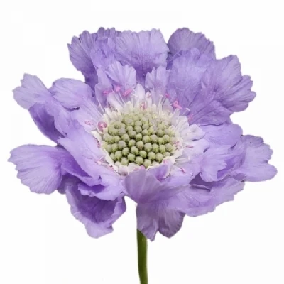 Hlaváč CAUCASICA JISCA 50 cm