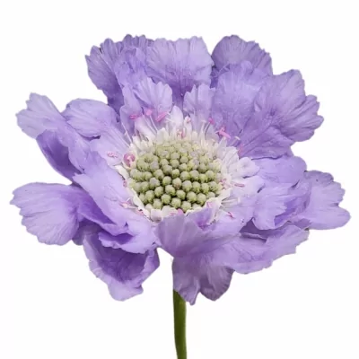 Hlaváč CAUCASICA MIDSUMMER RIVER 60cm