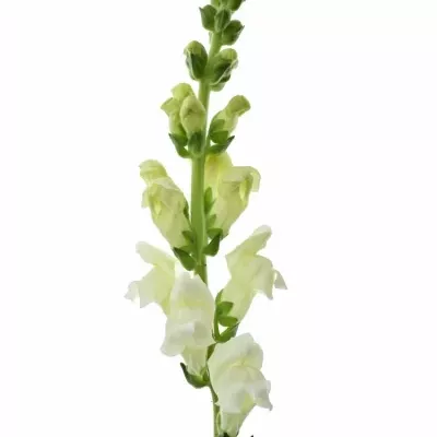 Hledík ANTIBES WHITE 75cm