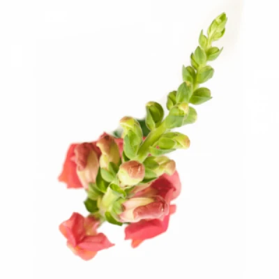 Hledík MAJUS ANIMATION ORANGE