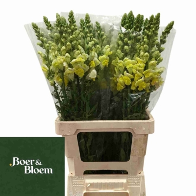 Hledík MAJUS ANTIBES YELLOW