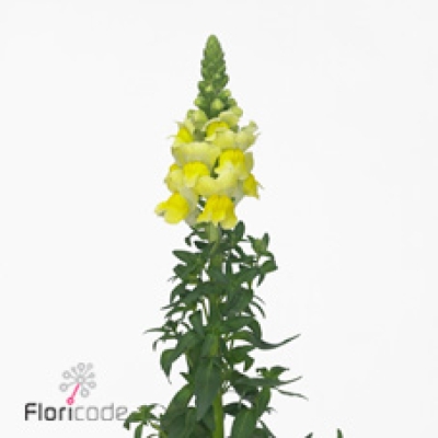 Hledík MAJUS ANTIBES YELLOW 70 cm