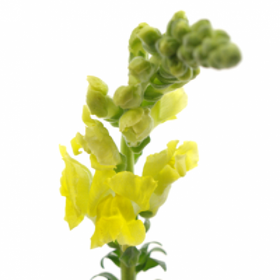 Hledík MAJUS ANTIBES YELLOW