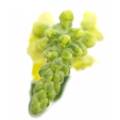 Hledík MAJUS ANTIBES YELLOW