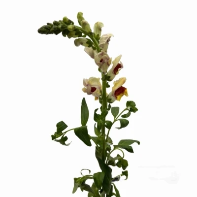 Hledík MAJUS AVIGNON BICOLOR YELLOW