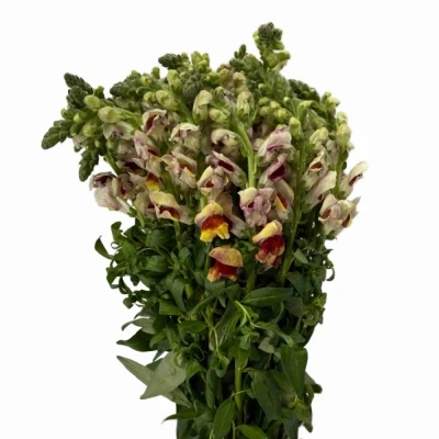 Hledík MAJUS AVIGNON BICOLOR YELLOW