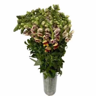 Hledík MAJUS AVIGNON BICOLOR YELLOW