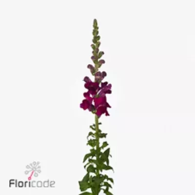 Hledík MAJUS AVIGNON MAGENTA 80cm