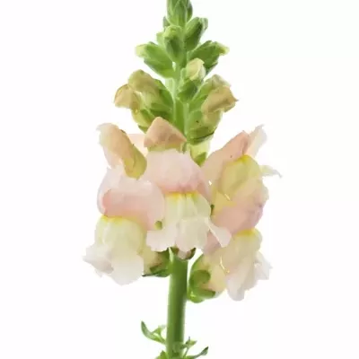 Hledík MAJUS AVIGNON PINK