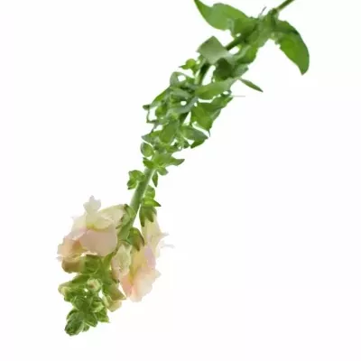 Hledík MAJUS AVIGNON PINK