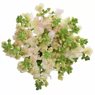 Hledík MAJUS AVIGNON PINK