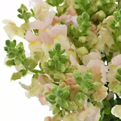 Hledík MAJUS AVIGNON PINK