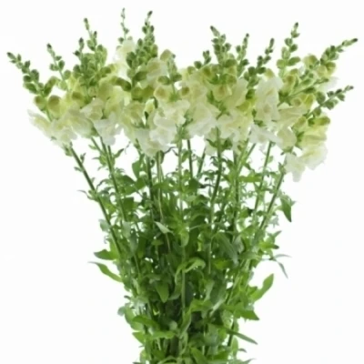 Hledík MAJUS AVIGNON WHITE IMP