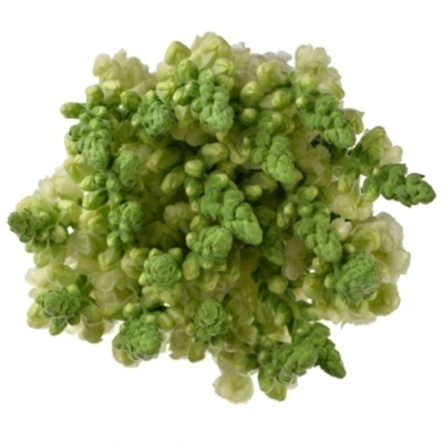 Hledík MAJUS COOL WHITE