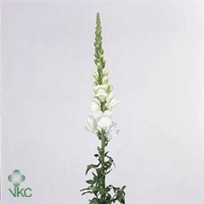 Hledík MAJUS COOL WHITE 75 cm