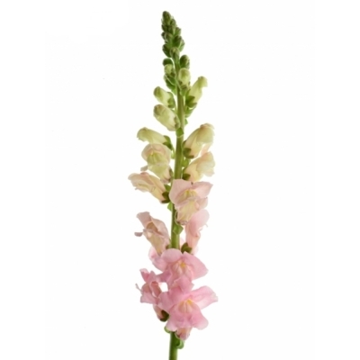 Hledík MAJUS COSTA APRICOT 75 cm