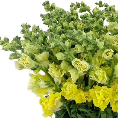 Hledík MAJUS HOLLY DOUBLE YELLOW